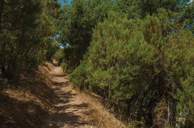Çalılıklar ve ağaçların arasında ormanda toprak yol