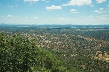 Kırsal kesimdeki ağaçların kaplandığı tepelerden geçen yol