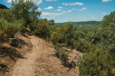 Tagus Nehri vadisi yakınlarındaki orman glade ile Kir yolu