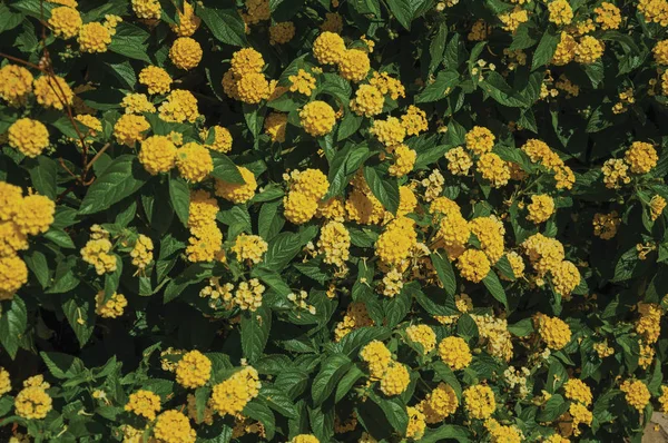 Close-up van kleurrijke bloemen op een dikke Bush, in een zonnige dag in Caceres — Stockfoto