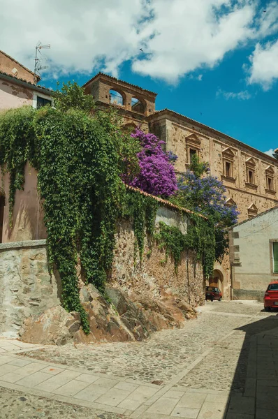 Edificios antiguos con árboles florecientes y bindweed en Cáceres — Foto de Stock
