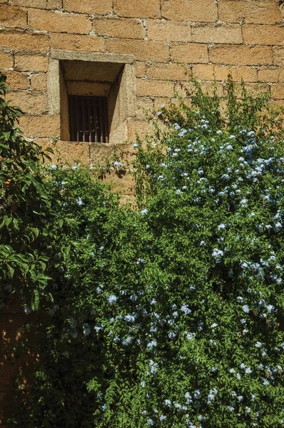 Building wall with small window and flowered bushes at Caceres