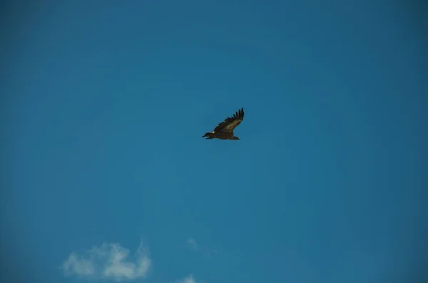 Large bird flying in the sky at the Monfrague National Park