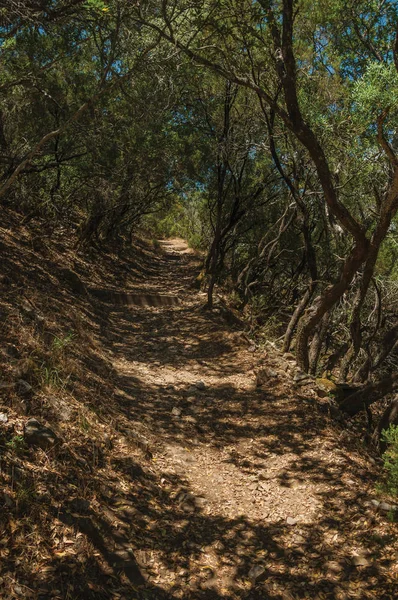 Dirt path in the forest amid bushes and trees — Stock Photo, Image