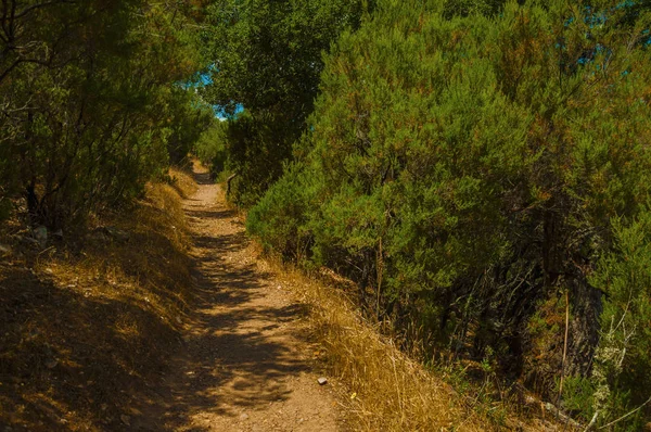 Camino de tierra en el bosque entre arbustos y árboles — Foto de Stock