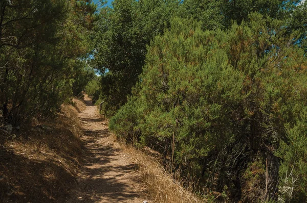 Camino de tierra en el bosque entre arbustos y árboles — Foto de Stock