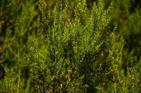 Kiefernzweig mit seinen typischen nadelförmigen Blättern — Stockfoto