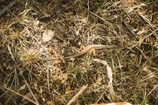 Pequeno lagarto mimetizado na grama e folhas secas — Fotografia de Stock