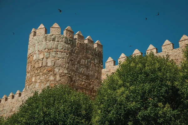 Tower on the city wall and leafy trees at Avila