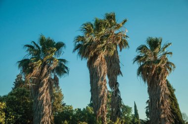 Bir çiftlikte gün batımında Palmiye ağacı