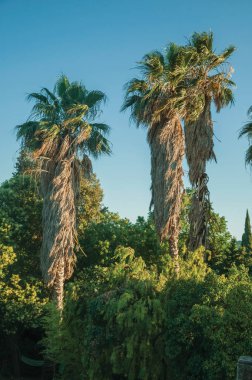 Bir çiftlikte gün batımında Palmiye ağacı