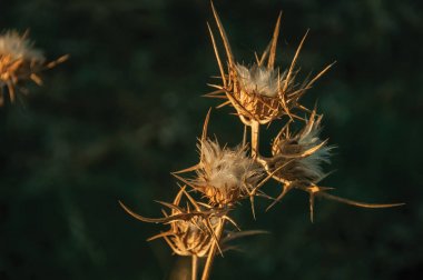 Bir çiftlikte dikenli kurutulmuş çiçekler