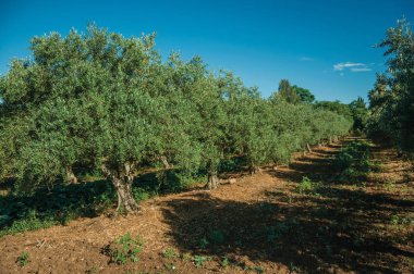 Bir çiftlikte zeytin ağaçları ile Meyve Bahçesi