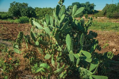 Kaktüs çalı ve bir çiftlikte sürülmüş zemin