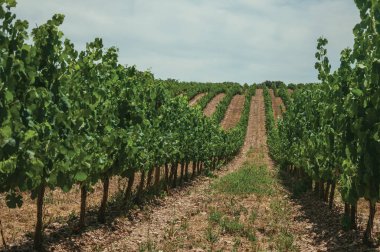 Estremoz yakınlarındaki bir bağda tepeye giden sarmaşıklar