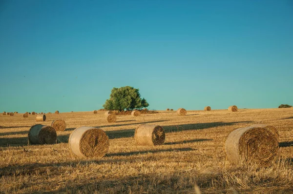 Bales of hay at sunset in a farm — Stock Photo, Image