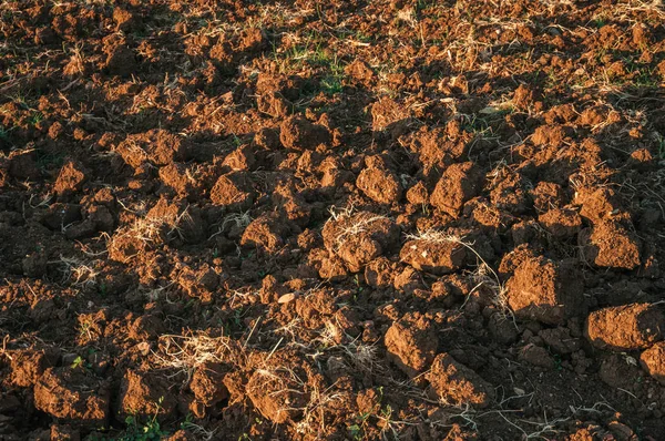 Geploegd grond en struiken in een boerderij — Stockfoto