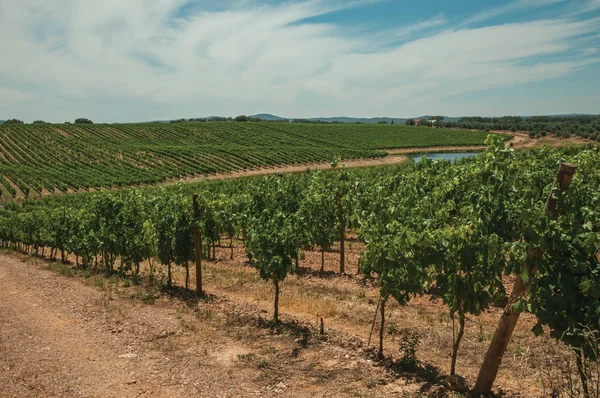 Vitigni paralleli che risalgono la collina in un vigneto vicino a Estremoz — Foto Stock