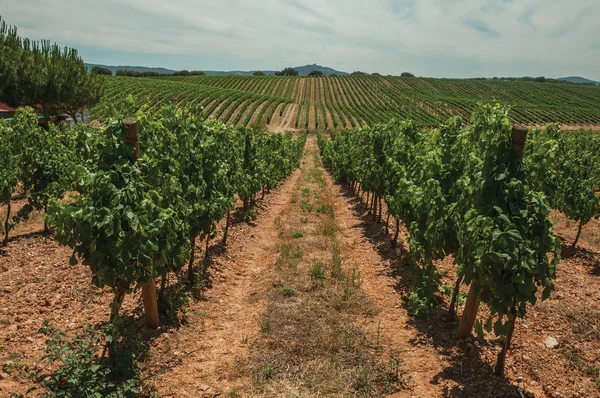 Vitigni paralleli che risalgono la collina in un vigneto vicino a Estremoz — Foto Stock