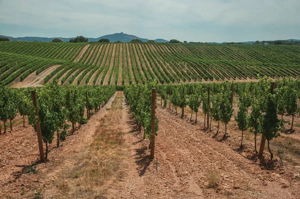 Parallelreben auf einem Weinberg in der Nähe von Estremoz — Stockfoto