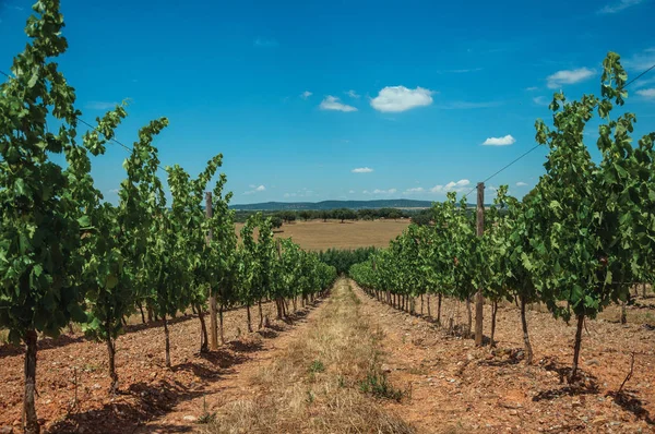 Vitigni che scendono dalla collina in un vigneto vicino a Estremoz — Foto Stock