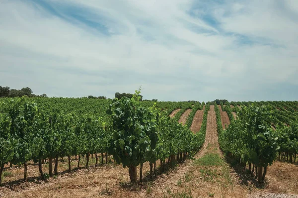 Vitigni che risalgono la collina in un vigneto vicino a Estremoz — Foto Stock