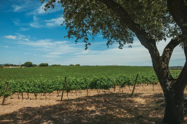 Reben und Laubbäume in einem Weinberg in der Nähe von estremoz — Stockfoto