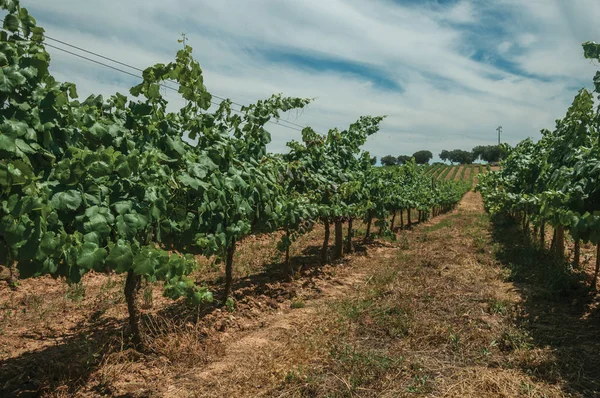 Вишикувалися лози йде вгору по схилу в винограднику біля Estremoz — стокове фото