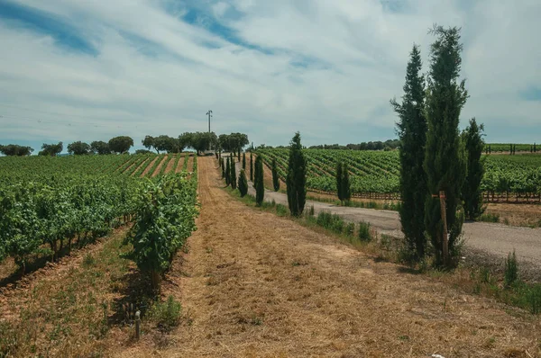 Vite e strada sterrata in un vigneto vicino a Estremoz — Foto Stock