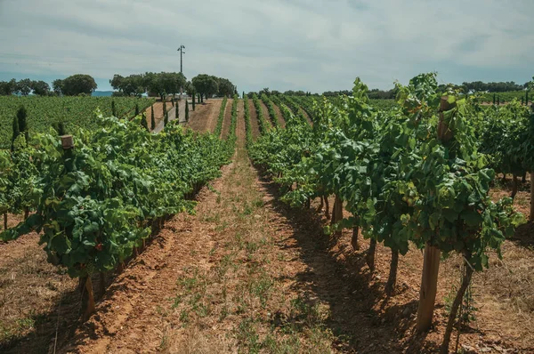 Weinreben und Schotterweg in einem Weinberg in der Nähe von estremoz — Stockfoto