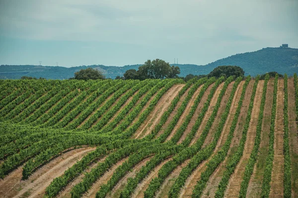 Vitigni in cima alla collina in un vigneto vicino a Estremoz — Foto Stock