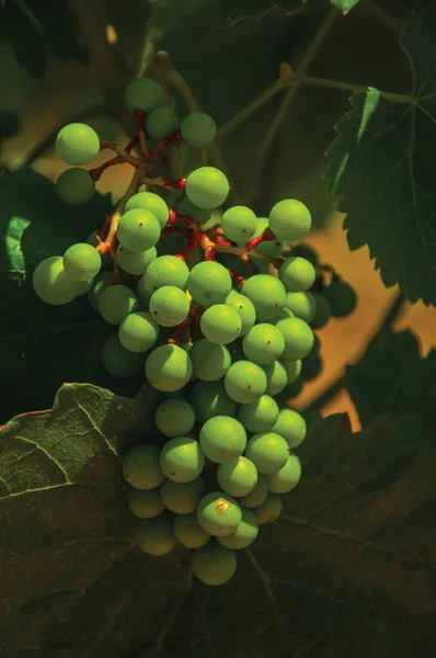 Aglomerado de uvas no galho de videira numa vinha — Fotografia de Stock