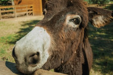Bir çiftlikten ağıl üzerinde eşek