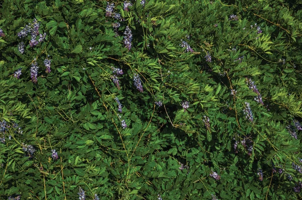 Bunte zarte Blumen in einem Busch — Stockfoto