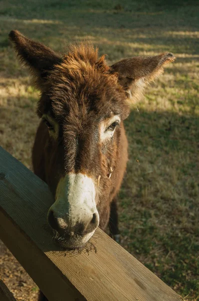 Donkey on a corral from a farm — Stock Photo, Image