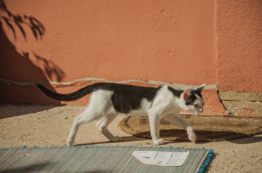 Bir av gibi yürüyen kedi yavrusu
