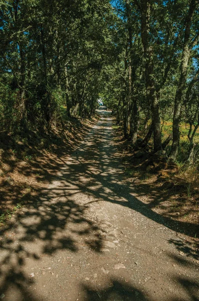 Gravel road shaded by lined trees — Stock Photo, Image
