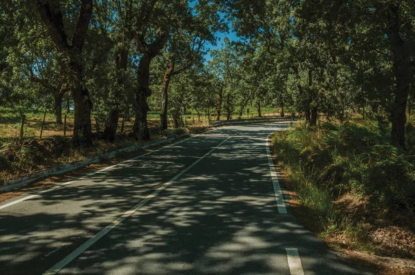 Landelijke weg overschaduwd door omzoomde bomen — Stockfoto