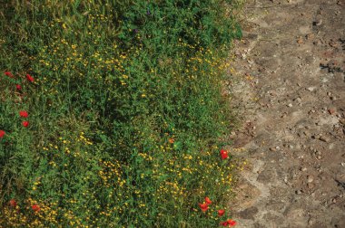 Çalıların ve rengarenk çiçeklerin yanında taş yol