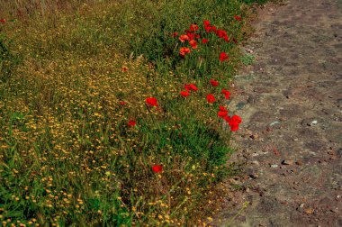 Çalıların ve rengarenk çiçeklerin yanında taş yol