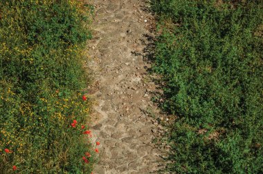 Çalıların ve rengarenk çiçeklerin yanında taş yol
