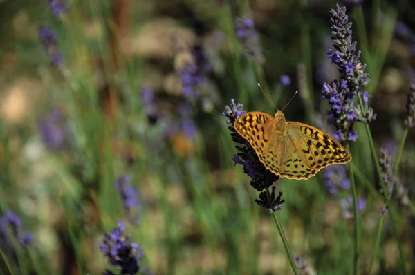 美しい蝶がラベンダーの花に上陸 — ストック写真