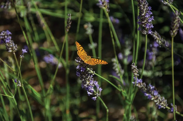 美しい蝶がラベンダーの花に上陸 — ストック写真