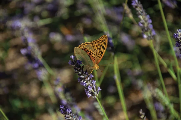 美しい蝶がラベンダーの花に上陸 — ストック写真