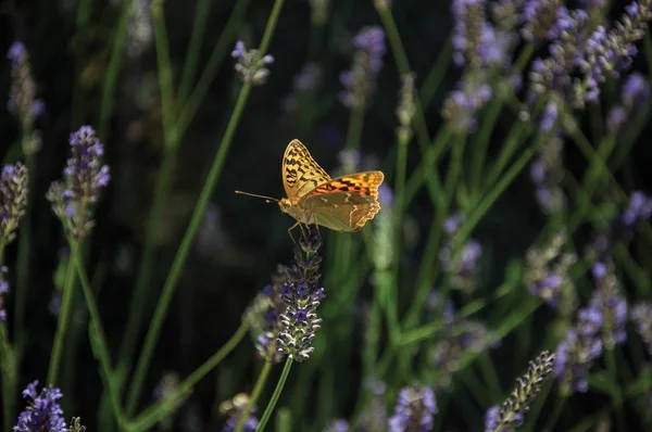 美しい蝶がラベンダーの花に上陸 — ストック写真