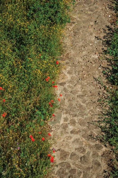 Кам'яний шлях біля кущів і барвистих квітів — стокове фото