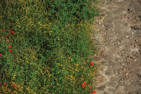 Çalıların ve rengarenk çiçeklerin yanında taş yol