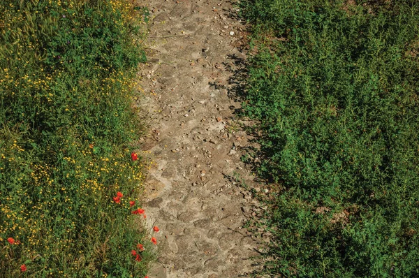 Çalıların ve rengarenk çiçeklerin yanında taş yol