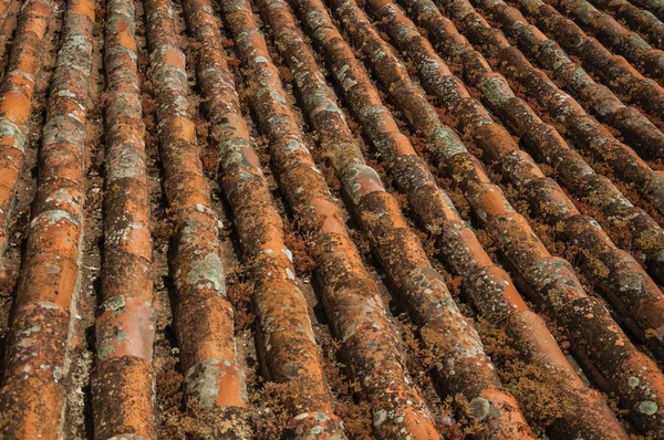Culebrillas en el techo cubiertas de musgo y líquenes — Foto de Stock