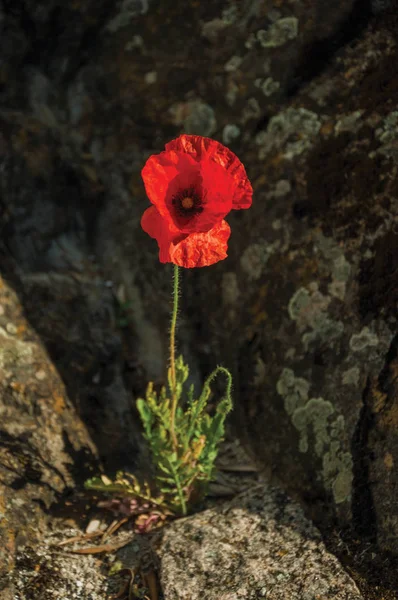 石の真ん中に育つケシの花 — ストック写真